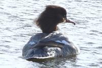 Mergus merganser
