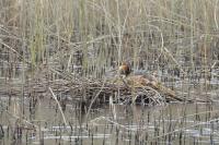 Podiceps cristatus