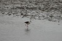 Himantopus himantopus