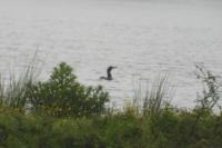 Phalacrocorax carbo