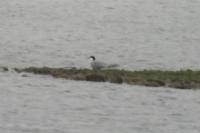 Sterna hirundo