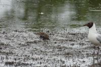 Calidris alpina