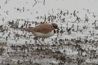 Charadrius dubius