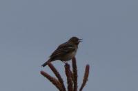 Anthus trivialis
