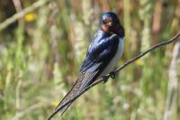 Hirundo rustica