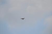 Milvus migrans