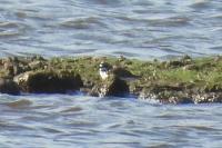 Charadrius dubius