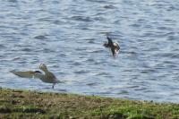 Charadrius dubius