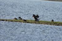 Phalacrocorax carbo