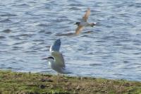 Sterna hirundo