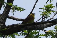Emberiza citrinella