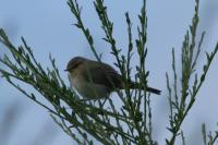 Phylloscopus collybita
