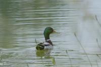 Anas platyrhynchos