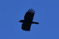 Pyrrhocorax pyrrhocorax