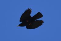 Pyrrhocorax graculus