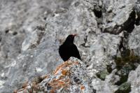 Pyrrhocorax pyrrhocorax