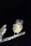Turdus philomelos
