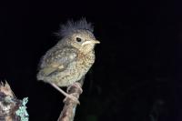 Turdus philomelos