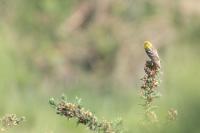 Serinus serinus
