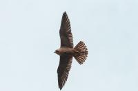 Falco peregrinus