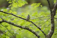 Lophophanes cristatus
