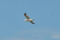 Larus michahellis