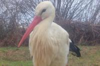 Ciconia ciconia