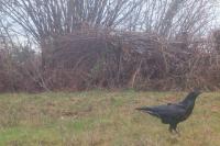 Corvus corax