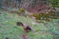 Milvus migrans