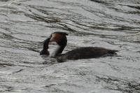 Podiceps cristatus