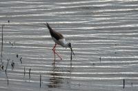 Himantopus himantopus