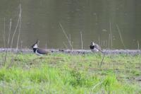 Vanellus vanellus
