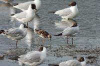 Calidris pugnax