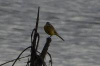 Motacilla flava
