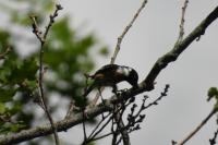 Saxicola rubicola