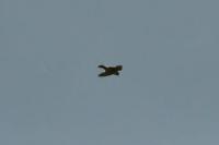 Falco peregrinus