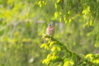 Fringilla coelebs