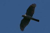 Accipiter nisus