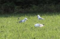 Larus michahellis