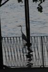 Ardea cinerea