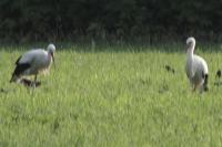 Ciconia ciconia