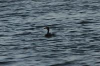 Podiceps cristatus