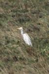 Bubulcus ibis