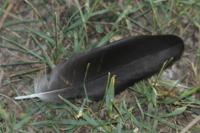 Corvus monedula