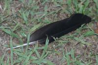 Corvus monedula
