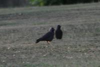 Corvus monedula