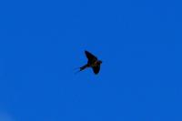 Hirundo rustica