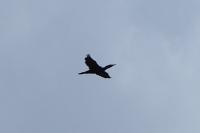 Phalacrocorax carbo