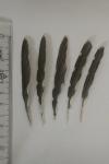 Dendrocopos minor