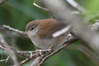 Cettia cetti